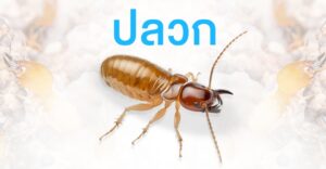 เรื่องของปลวก